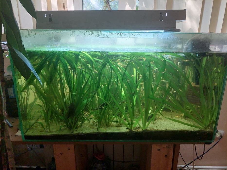 Acvariu pești 200l