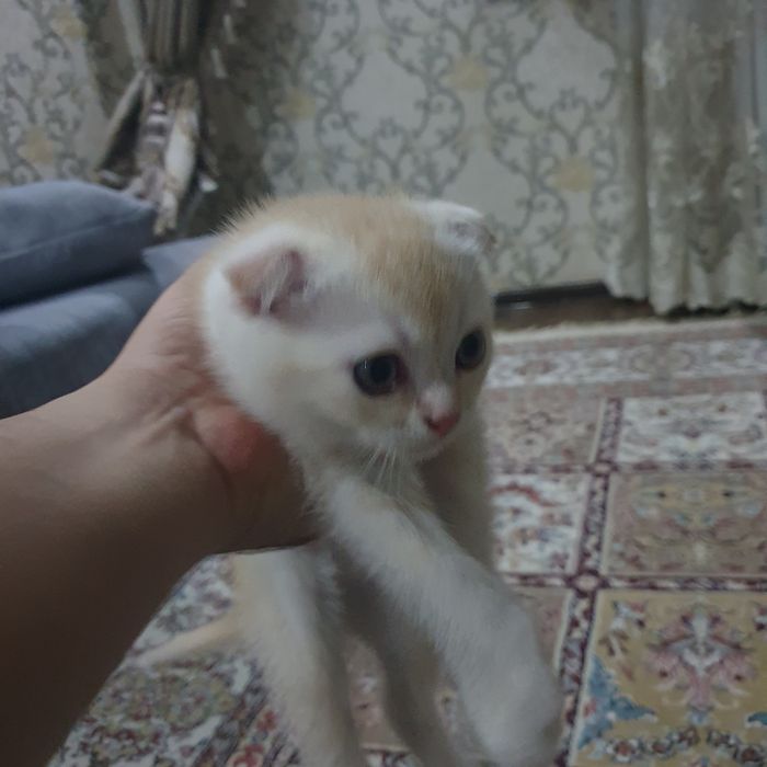 Продам котёнка, девочка. Милая, игривая. К лотку приученная. Вислоухая