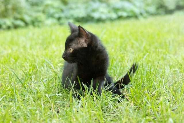 Бесплатно котенок девочка 2 месяца