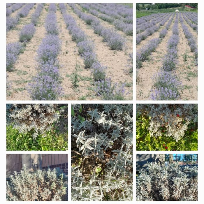 LAVANDĂ   Angustifolia Sevstopolis