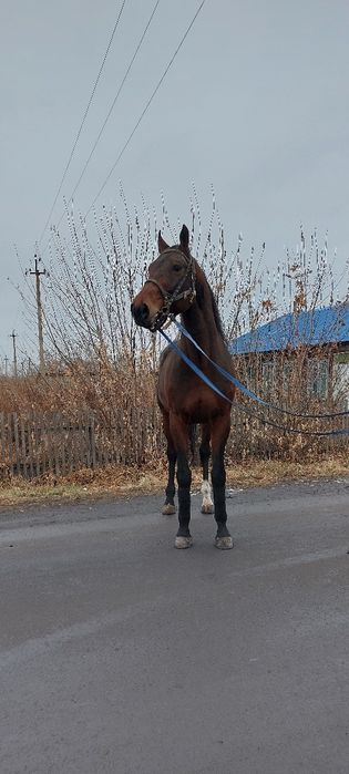 Продам жеребца иноходец