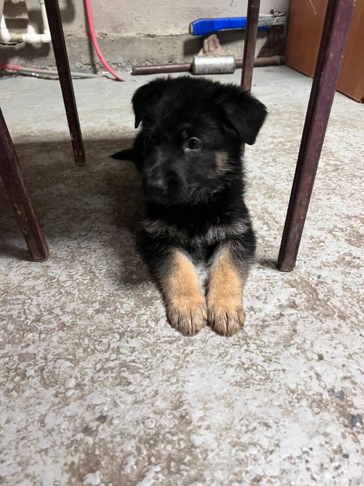 Продам щенков немецкой овчарки