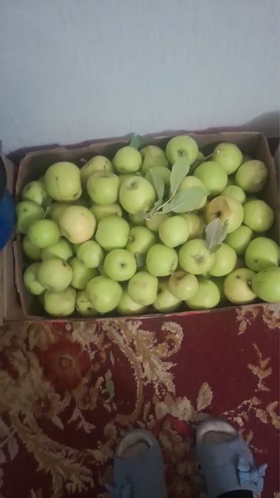 Продам яблоки домашние
