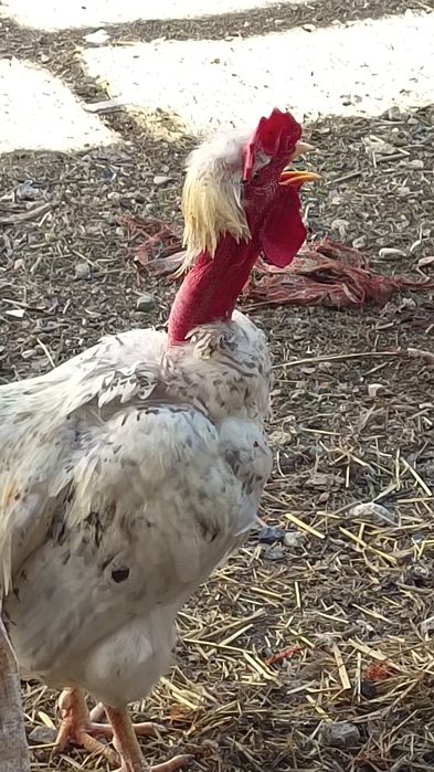 Петух Селекционный