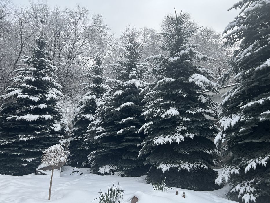 Ели голубые крупномеры