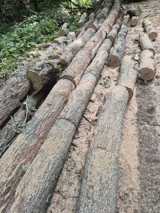 Sc depozit autorizat vindem lemne de foc