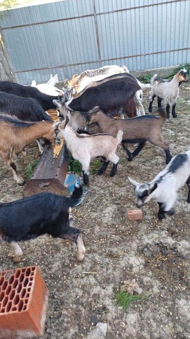 Capre de vanzare si iezii