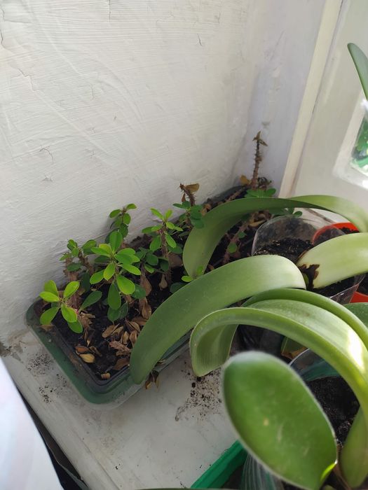 Продам комнатные цветы