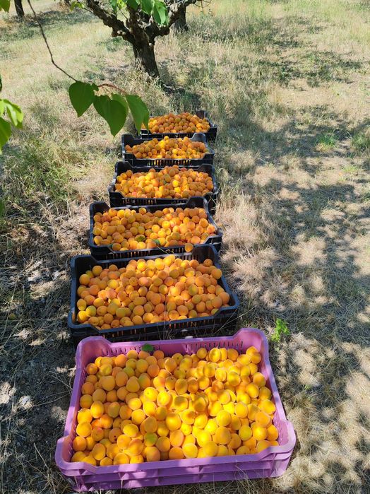 Caise Tasnad 10 lei/kg str Ștefan cel Mare nr 84P,foarte dulci si aromate(peste drum de Unitatea Militara) 0742679909