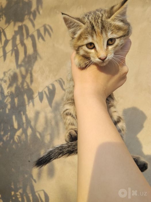 котята 2х месячные