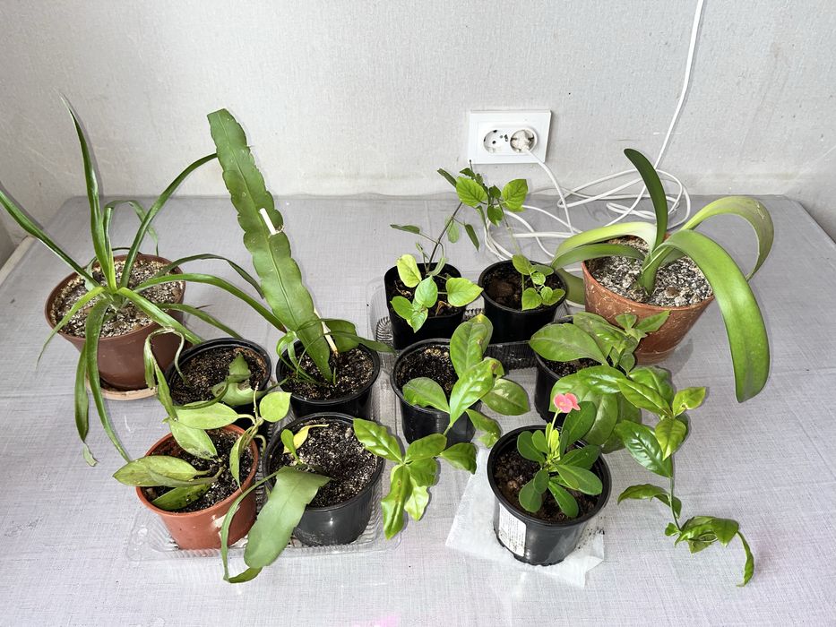 Обмен на другие цветы