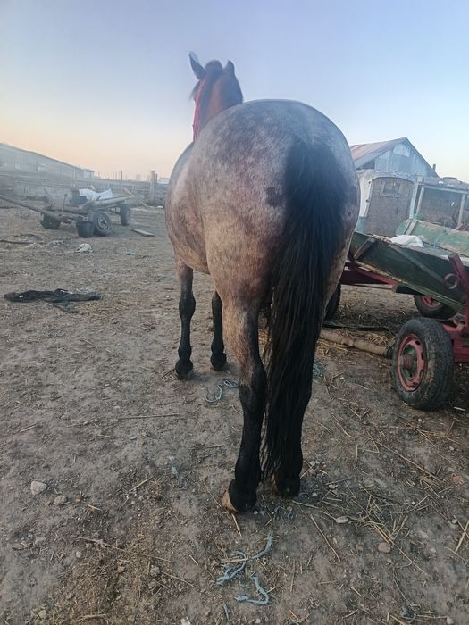 Vând o iapă de 6 ani cuminte curată merge cum vrei probezi la fața loc