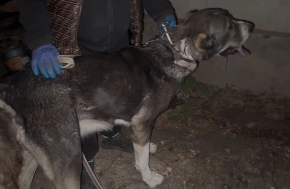 Кобель накопление чемпионских кровей