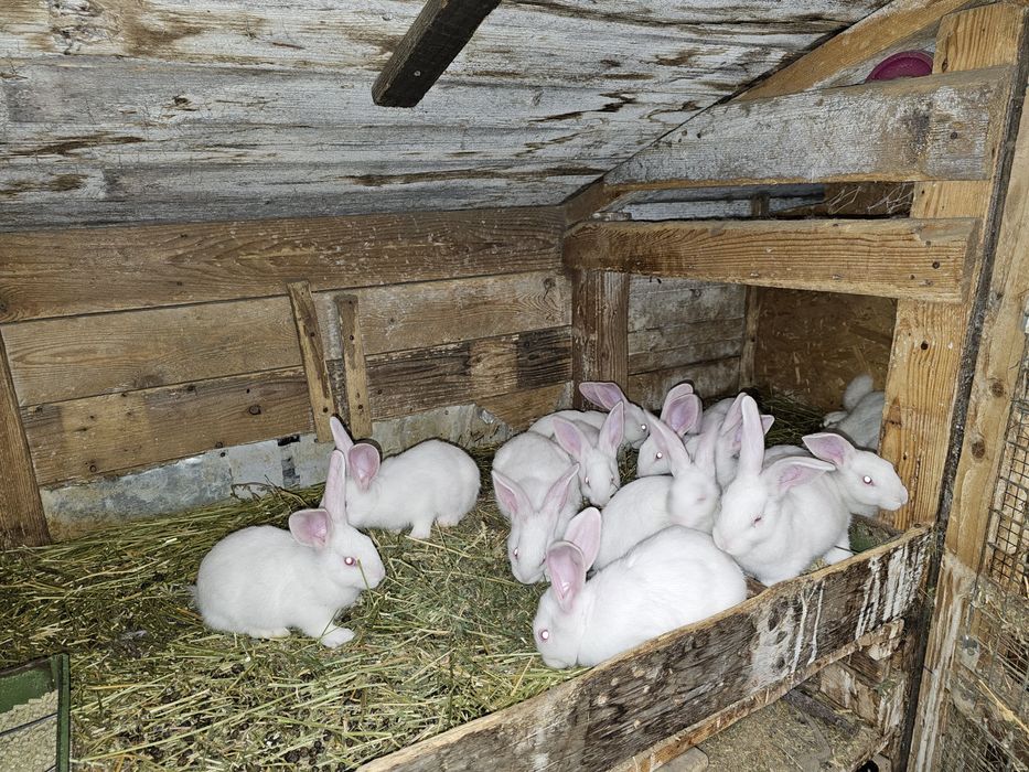 Iepuri hycole francez