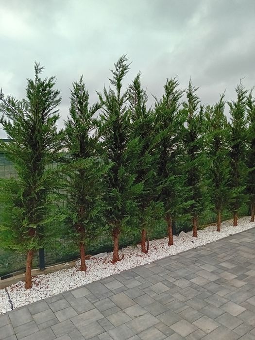 Vând chiparos leylandi diferite dimensiuni