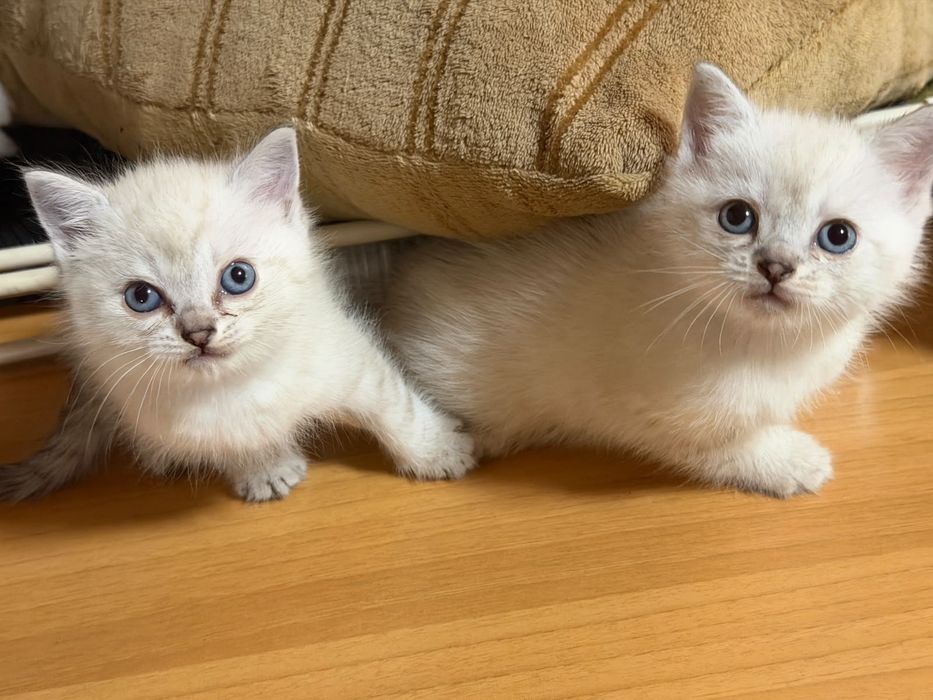 Белые пушистые котята