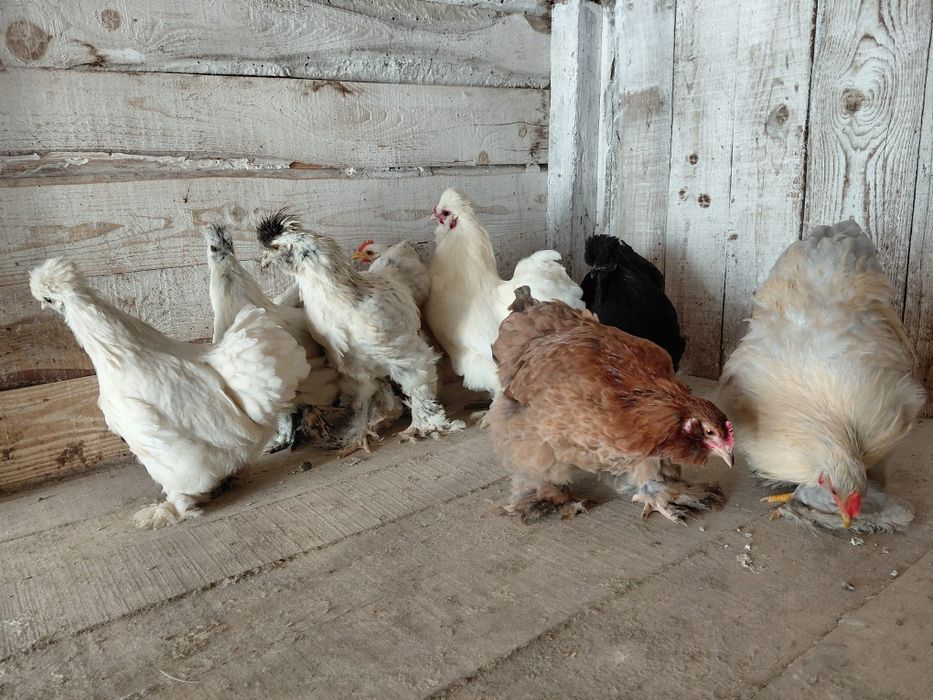 Cochin, mătase,si metisuri