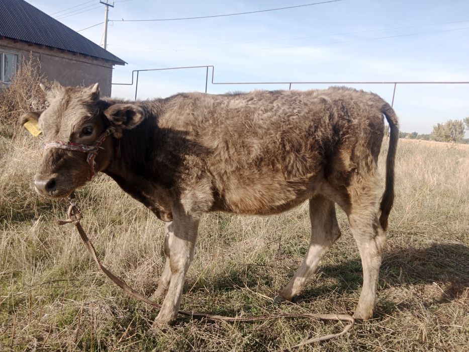 Бұзаулар сатылады