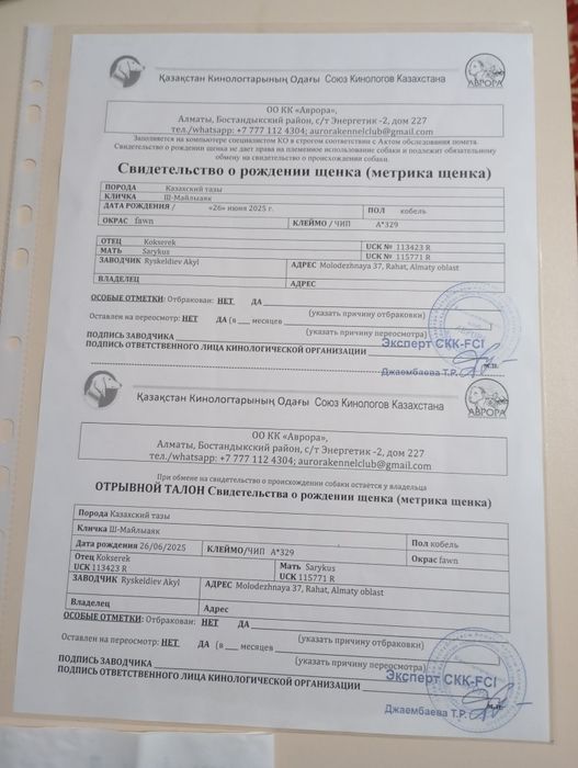 Продам щенка Тазы