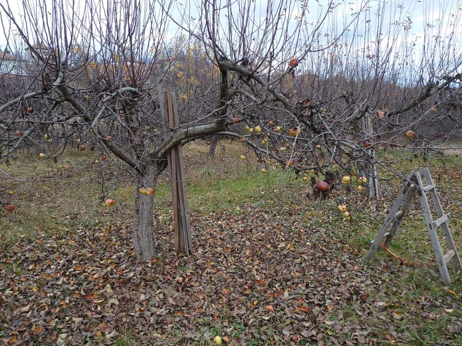 Продава се Парцел в с. Селище, Област Благоевград - 1670 кв.м за 27 €/кв.м - Снимка #15