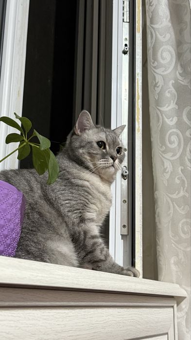 Британская кошка