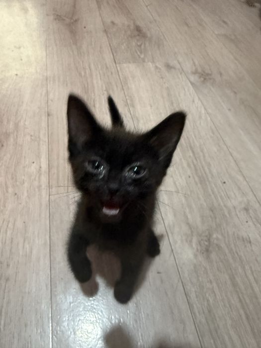 котенка в добрые руки