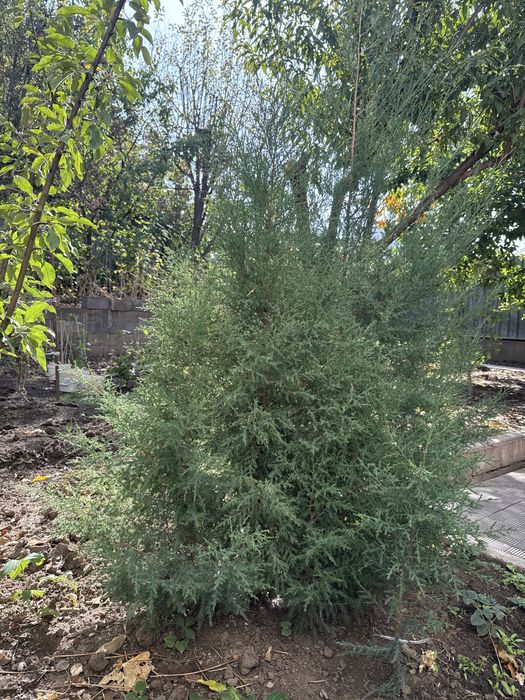 Можевильник молоденький