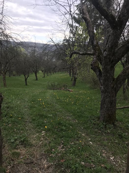 Teren de vânzare - Berbești, Maramureș