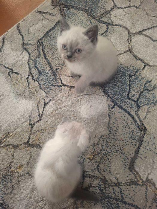 Катёнок Скотиш фолд. Скотиш страйт