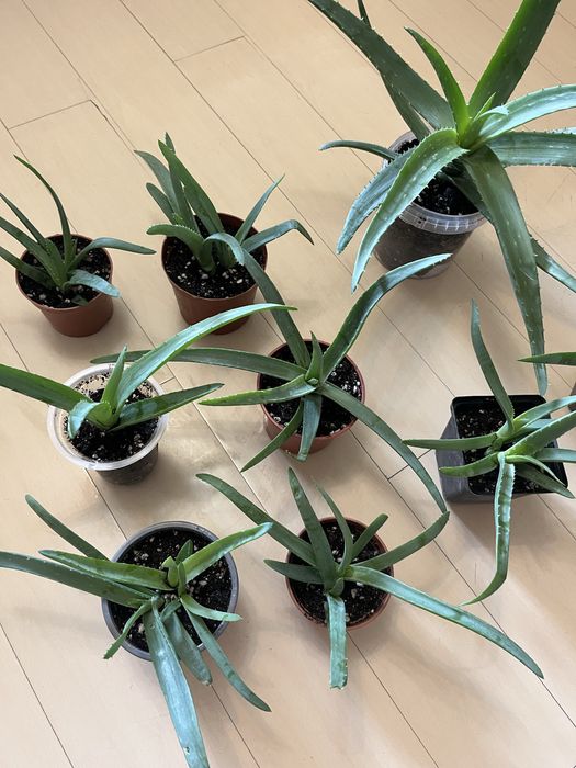 Цветы комнатные от 500т