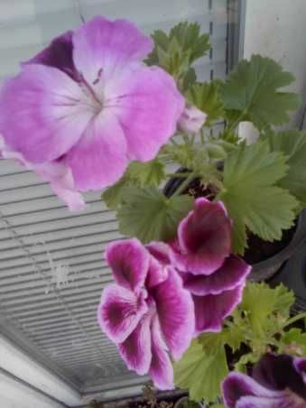 Мушкато Сакъзи и Кралско мушкато