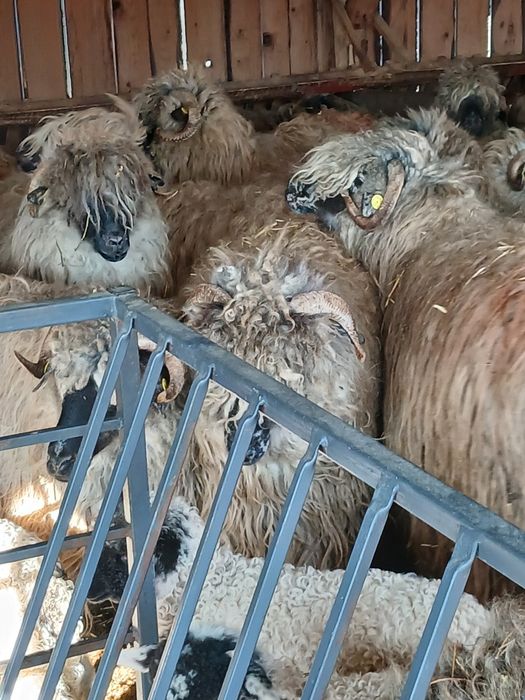 40 de oi cu miei si 10 carlane disponibile