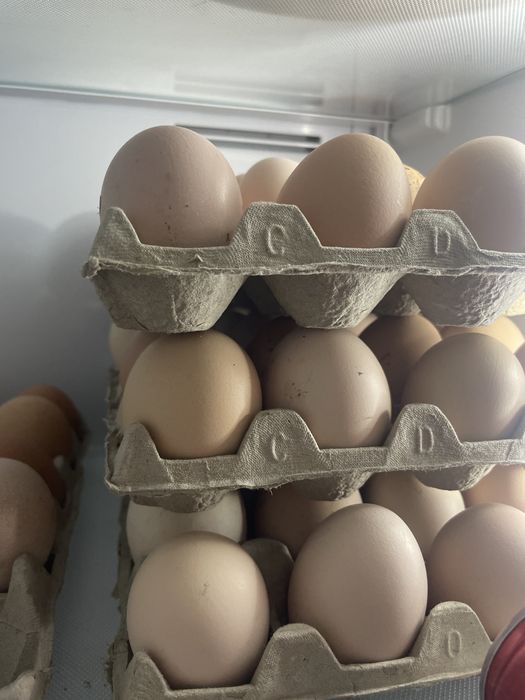 Oua de curte ,Isa Brown