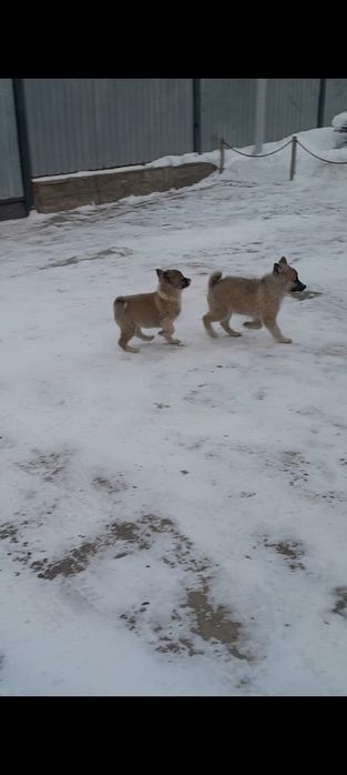 Западно сибирские щенки