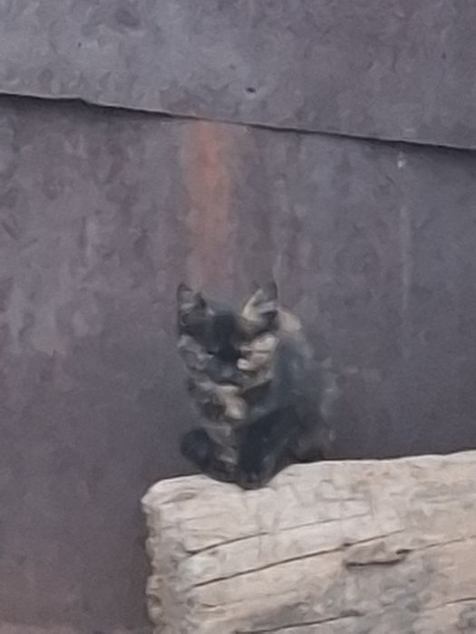 Отдаем 1 кошку 2 котят