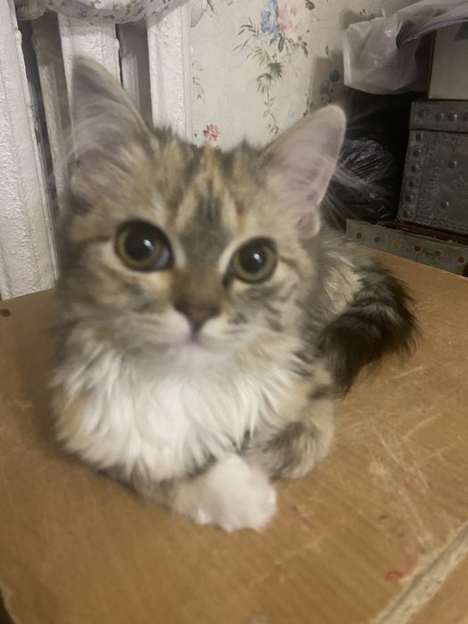 кошка,даром в хорошие руки