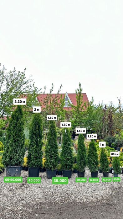 Туя смарагд европа