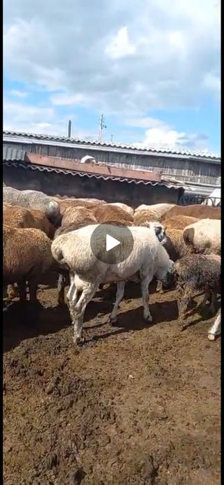 Продам курдючных овец