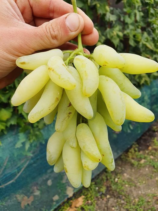 Lamborghini viță de vie