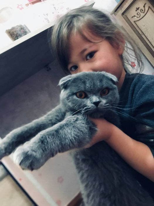 Скоттиш фолд зоти тоза 8 ойли