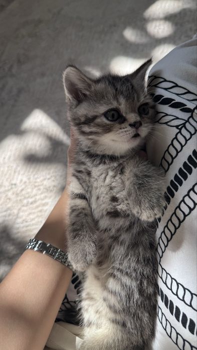 котенок,1,5 месяцев