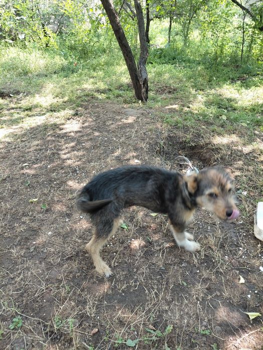 4 месячныи шенок мальчик пальчик