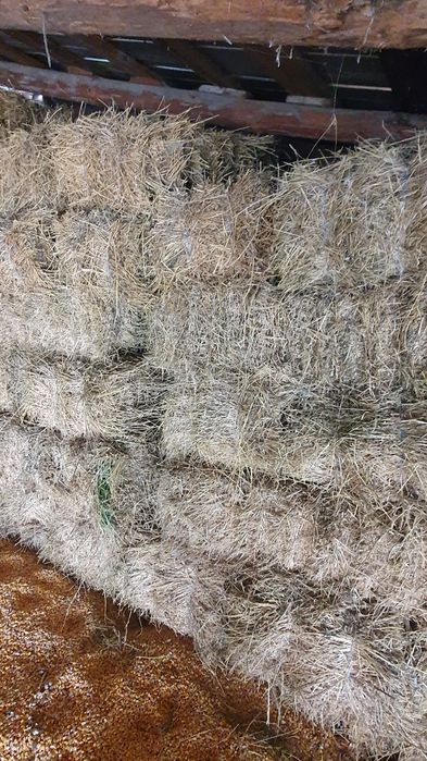 Baloti lucerna  2025