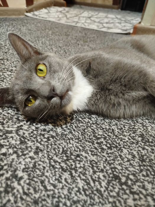 Отдадим в хорошие руки котика