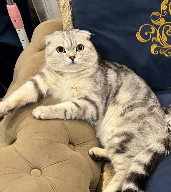 (Вязка) Vyazka xizmati arzon narxda Scottish fold