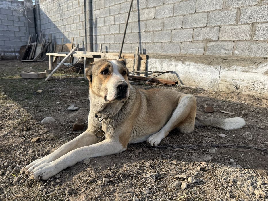 Алабай    1 годик