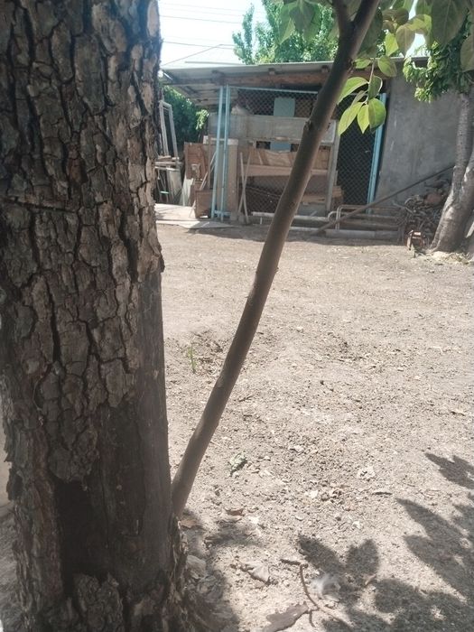 Продам земельный участок в Старых сергелях.  6 соток. Не дорого