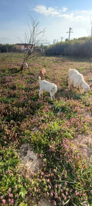 Capre cu iezi tinere