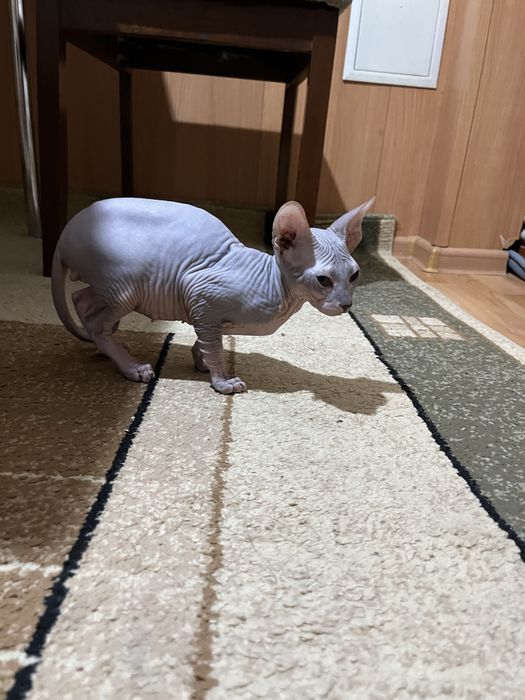 Продам котёнка канадского сфинкса — мальчик