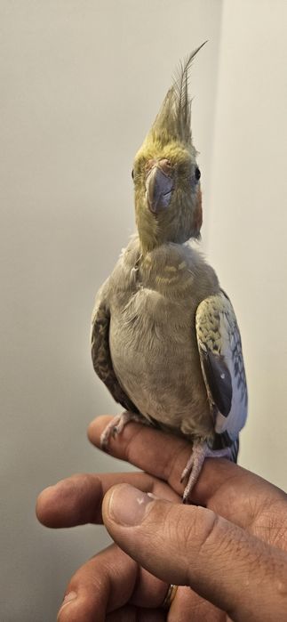 Nimfa blândă cu colivie